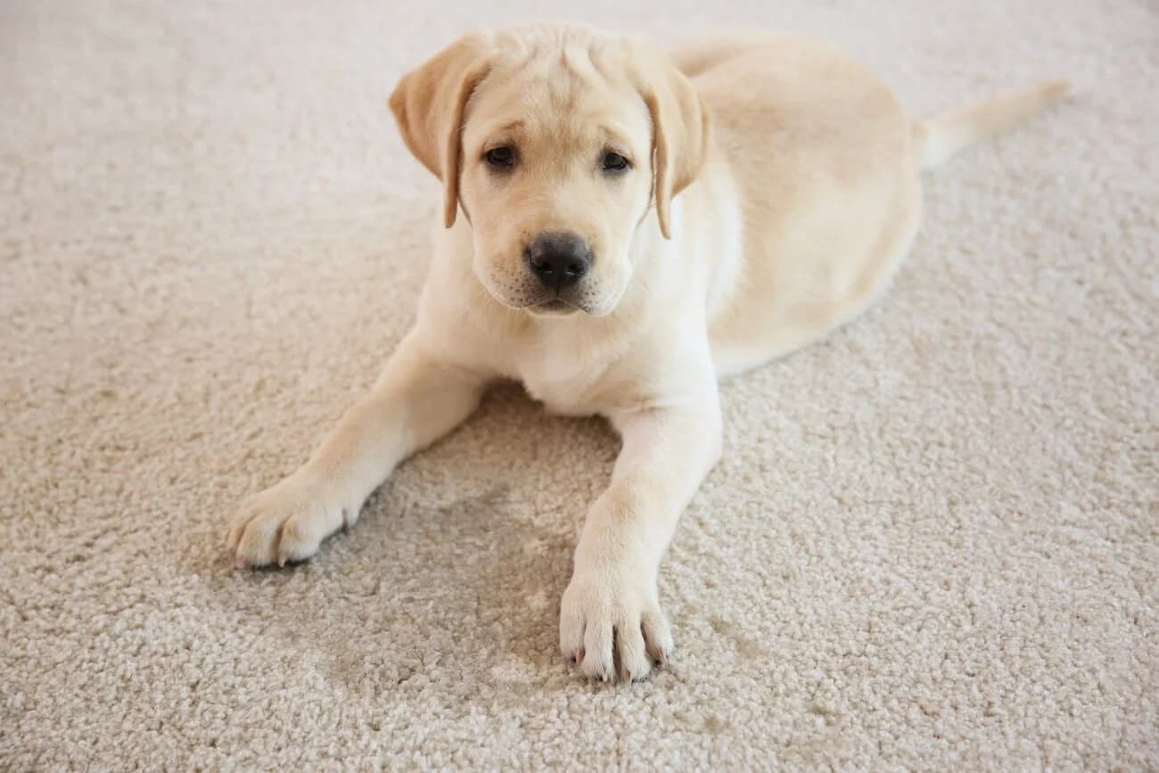 Deep Dog Urine Carpet Treatment Placer County for Stain Removal